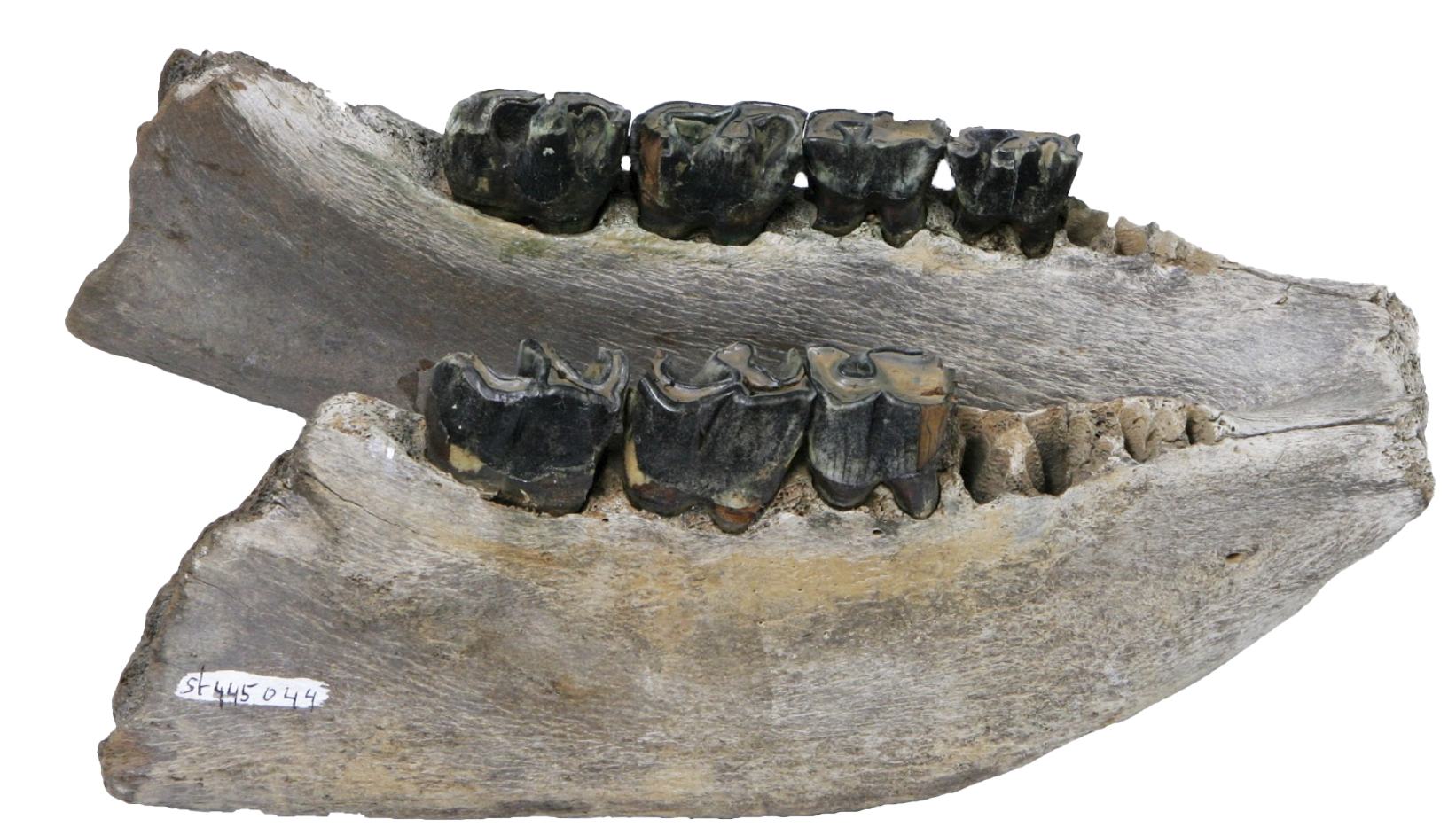 Wolharige neushoorn grasmaaier van de mammoetsteppe Natuurwijzer
